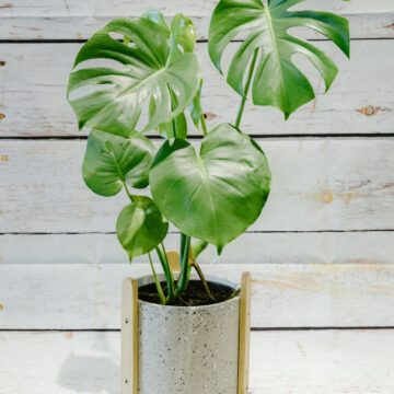 Deliciosa Monstera Plant